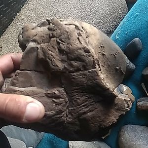 Prehistoric dinosaur fossil